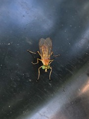 Ptecticus trivittatus