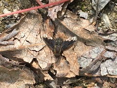 Hemipenthes morioides