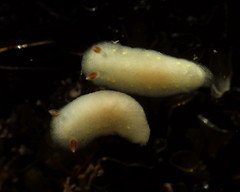 Cadlina flavomaculata