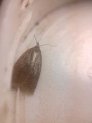 Sparganothis pilleriana