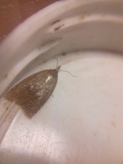 Sparganothis pilleriana