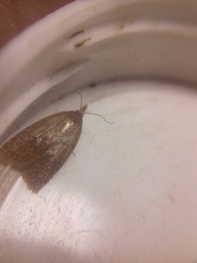 Sparganothis pilleriana