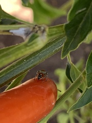 Phidippus adumbratus