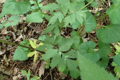 Hydrophyllum virginianum atranthum