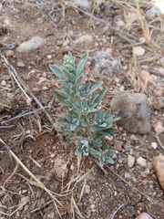 Chenopodium leptophyllum