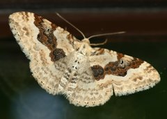 Xanthorhoe montanata