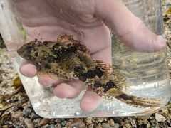 Myoxocephalus aenaeus