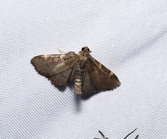 Hypsopygia thymetusalis