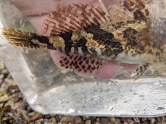 Myoxocephalus aenaeus