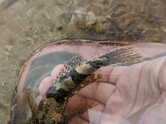 Myoxocephalus aenaeus