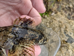 Myoxocephalus aenaeus