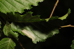 Phyllonorycter esperella