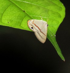 Euselasia cafusa