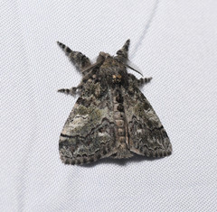 Dasychira vagans