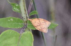 Cenopis reticulatana