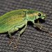 Green Immigrant Leaf Weevil - Photo (c) portioid, some rights reserved (CC BY-SA), uploaded by portioid