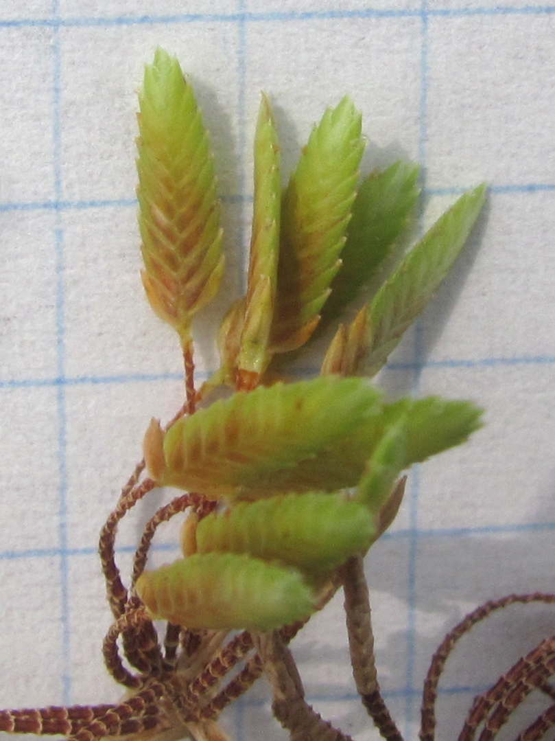 Cyperus ochraceus