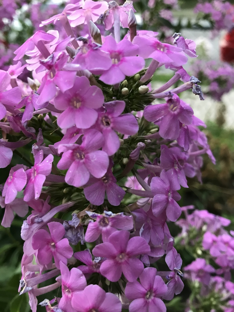 Lilacs from Miami Ave, Kansas City, KS, US on July 10, 2020 at 08:38 PM ...