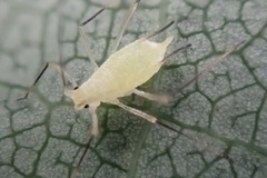 Illinoia liriodendri