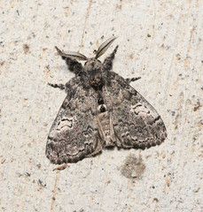 Dasychira vagans