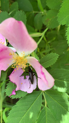 Cortodera longicornis