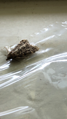 Aglossa pinguinalis