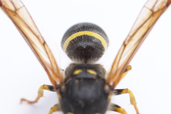 Ancistrocerus parietum