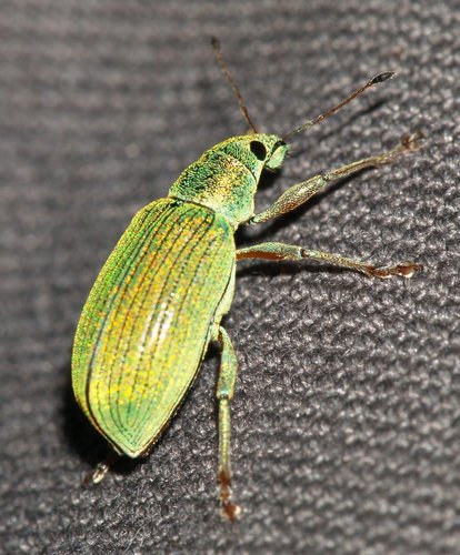 Green Immigrant Leaf Weevil photo 3