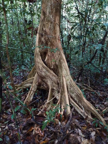 Heritiera utilis · iNaturalist