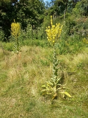 Verbascum speciosum