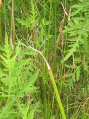 Eleocharis macrostachya