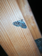 Xanthorhoe quadrifasiata