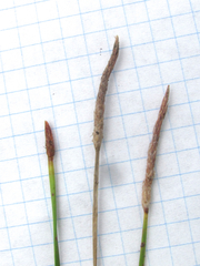 Eleocharis macrostachya