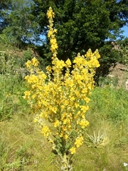 Verbascum speciosum