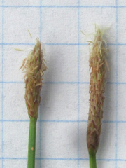 Eleocharis macrostachya