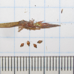 Eleocharis macrostachya