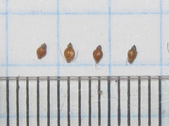 Eleocharis macrostachya