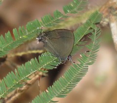 Calycopis bellera