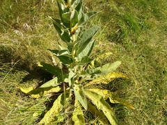 Verbascum speciosum