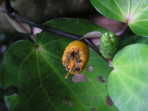Macropiper excelsum
