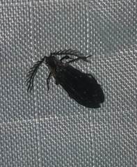 Leptoceletes basalis