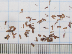 Eleocharis montevidensis