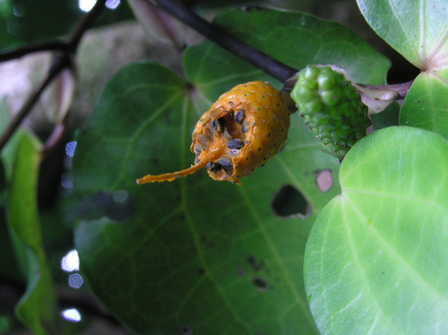 Macropiper excelsum