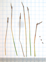 Eleocharis montevidensis