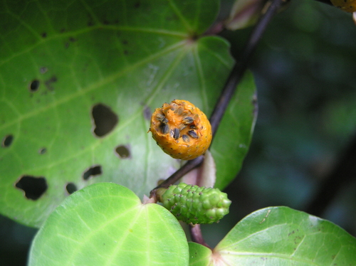 Macropiper excelsum