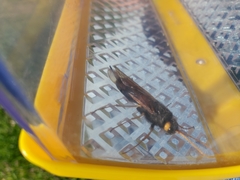 Urocerus flavicornis