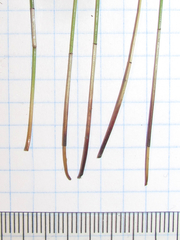 Eleocharis montevidensis