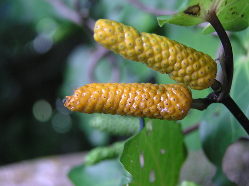 Macropiper excelsum