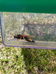 Urocerus flavicornis