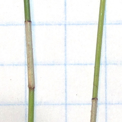 Eleocharis montevidensis